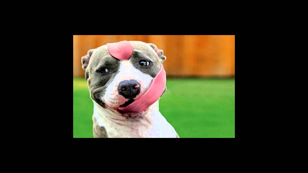 El perro es tupido wtf