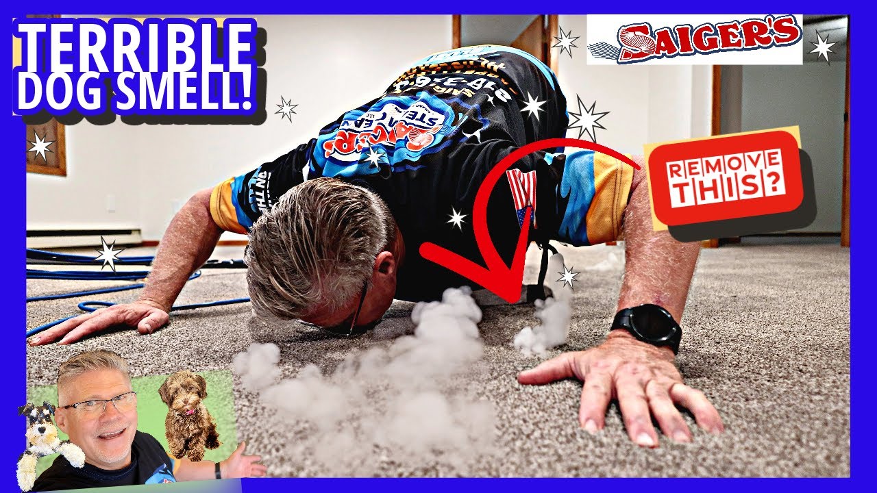 Terrible Dog Smell! How to Remove and Clean Terrible Odor from Carpet!