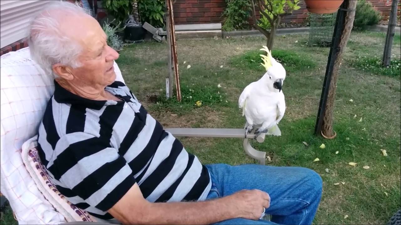 &Omicron; &pi;&alpha;&pi;&alpha;&gamma;ά&lambda;&omicron;&sigmaf; &mu;&alpha;&sigmaf; &sigma;&phi;&upsilon;&rho;ί&zeta;&epsilon;&iota; &kappa;&alpha;&iota; &phi;&omega;&nu;ά&zeta;&epsilon;&iota; &tau;&eta;&nu; &Tau;ί&nu;&alpha;-Cockatoo parrot whistling and calling our cat