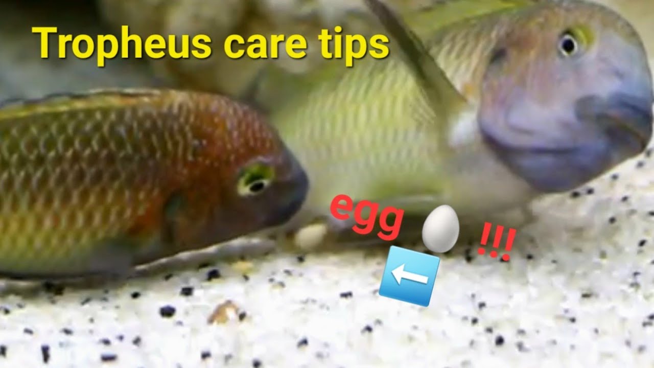 Why Tropheus Fish Are AMAZING But Hard to Keep – 10 Crucial Tips You NEED to Know!