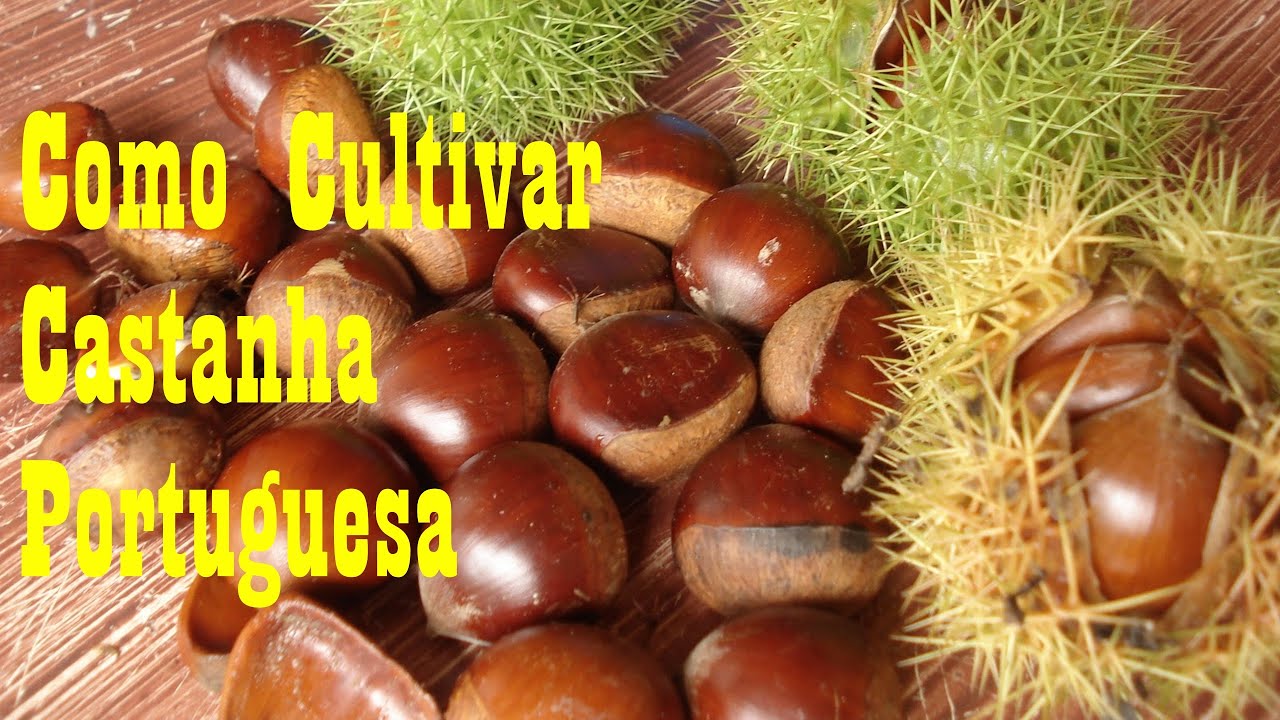 Mondini Plantas: Como Cultivar Castanha Portuguesa