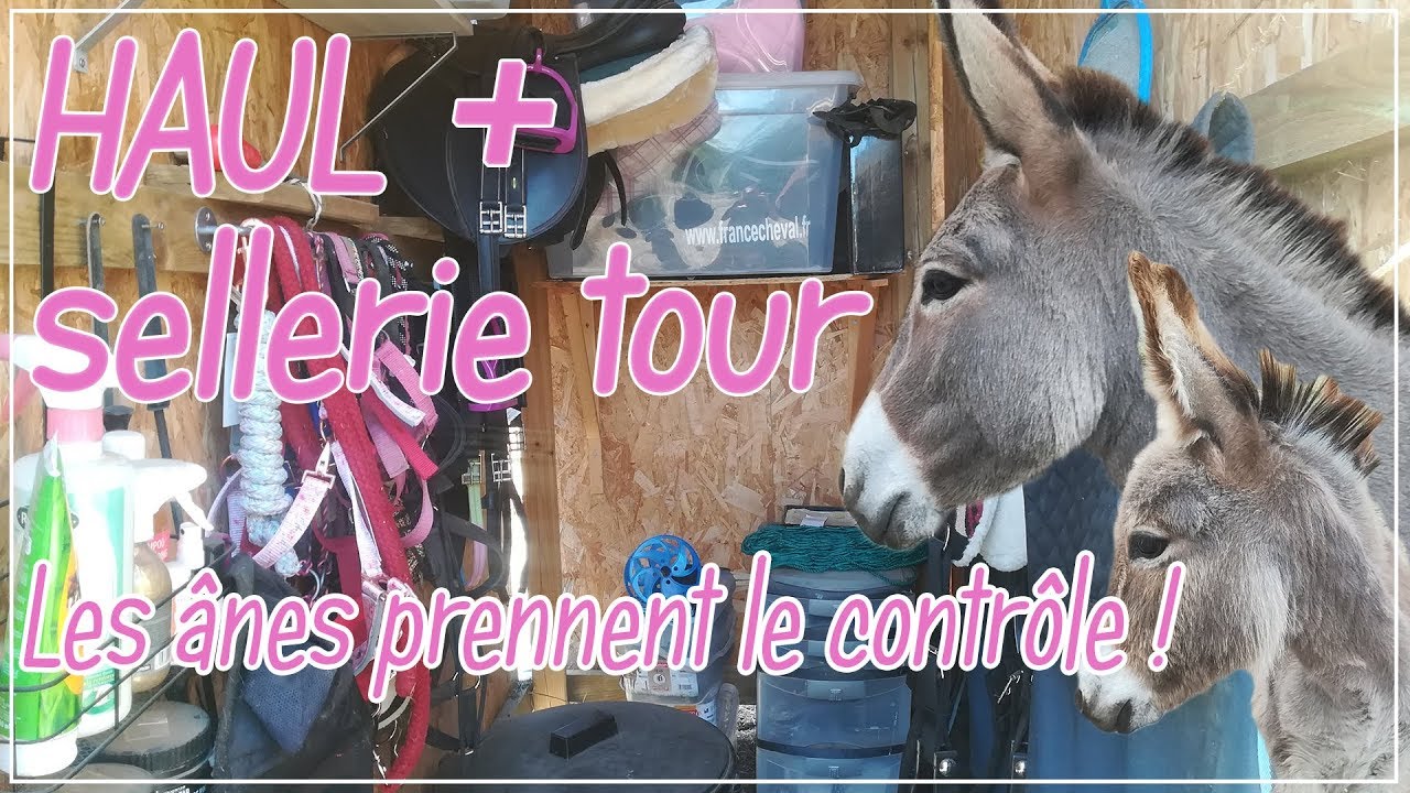 Mes ânes vous font visiter la sellerie // HAUL + SELLERIE TOUR