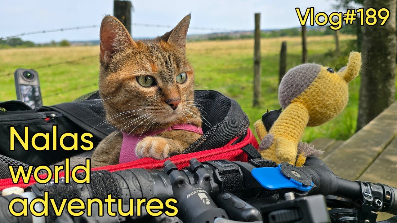 Vlog#189 Nala cat arrives in Basel 🇨🇭🏊🏻‍♂️😻