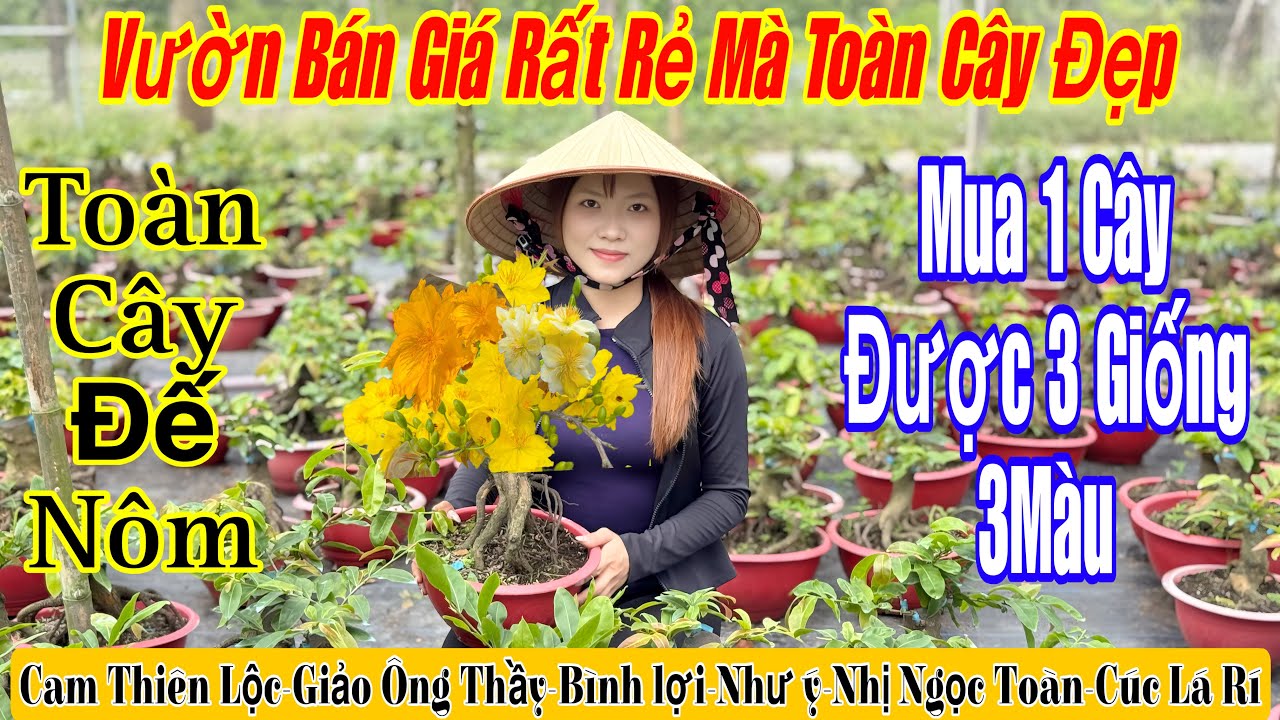 1/3 Vườn giao lưu mai vàng đế đẹp giá siêu rẻ 💥🌲rất nhiều mã số đẹp nhiều giống mới 🌲🌲☎️ 0389346120