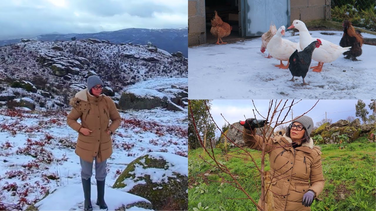 COMO VIVO NA SERRA A 700 METROS DE ALTITUDE -PODAR ÁRVORES DE FRUTO-ANIMAIS SURPRESOS COM A NEVE