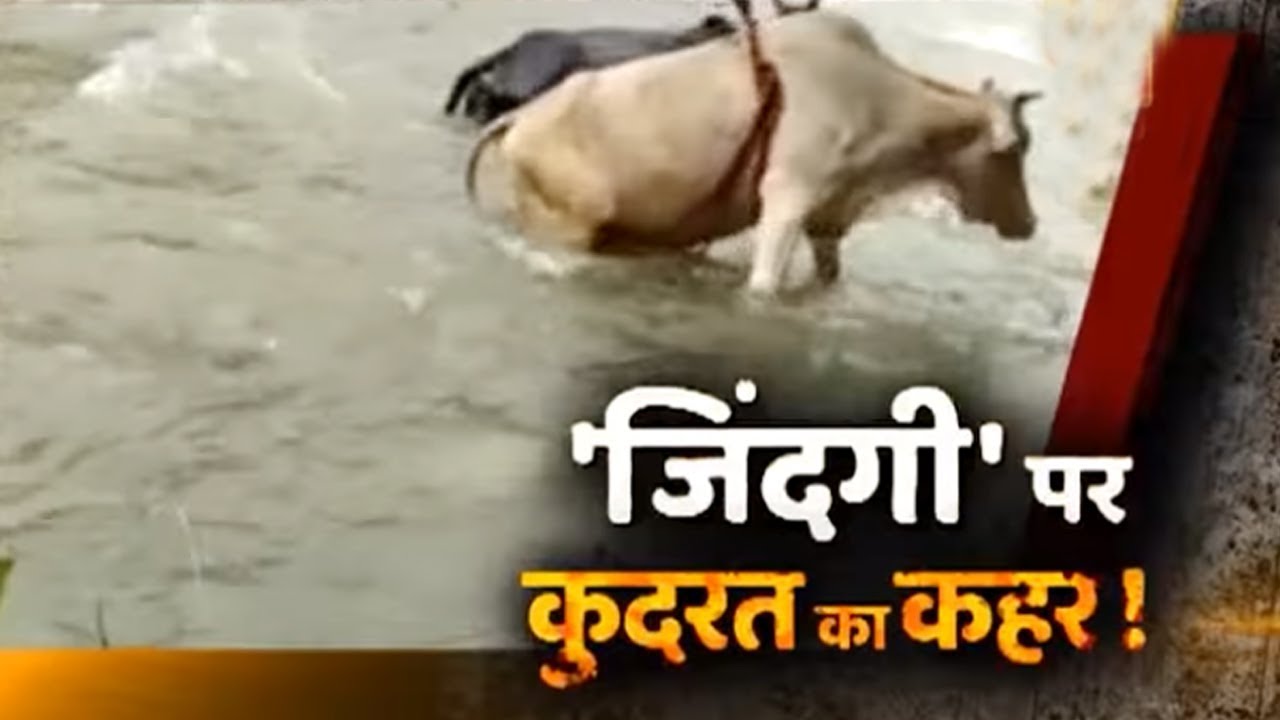 Sansani: People Risk Their Own Lives TO SAVE Innocent Animals | ABP News