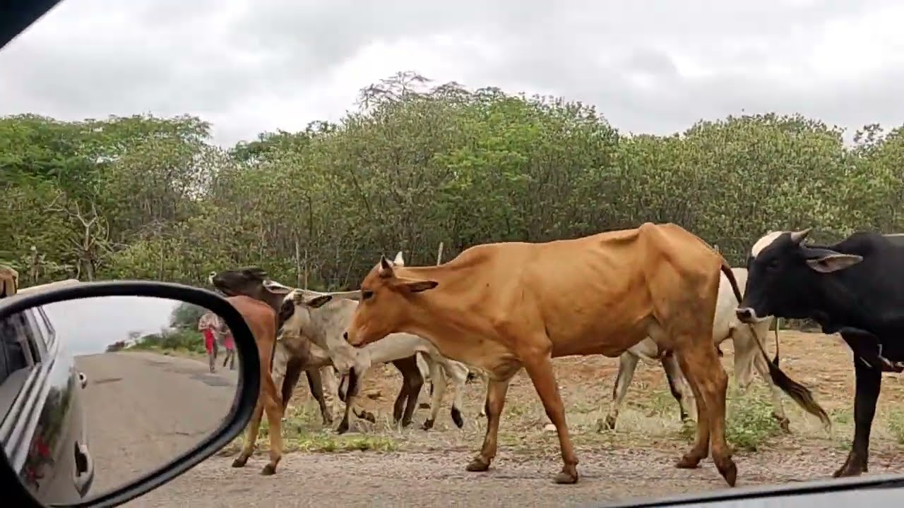 No sertão não choveu mais os criadores de gado levam para aonde tem água pasto estradas do sertão