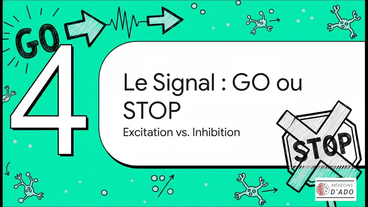 Les synapses chimiques ou l'art de moduler finement l'information nerveuse