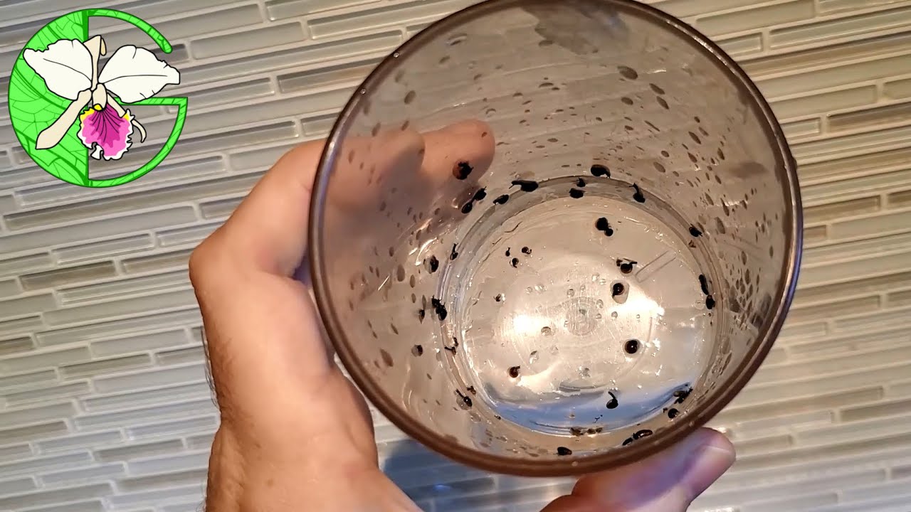Snail pickin' • Orchid collection update • 4 September 2021