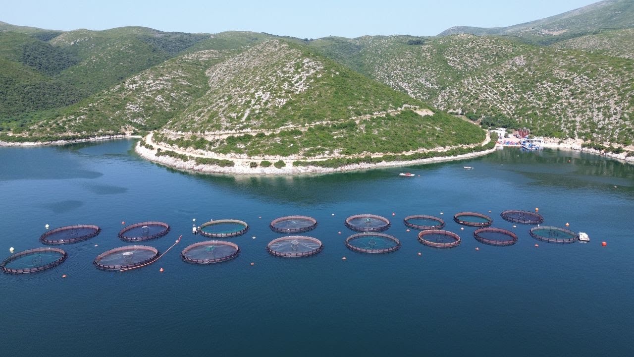 Fish farm partners  in Albania