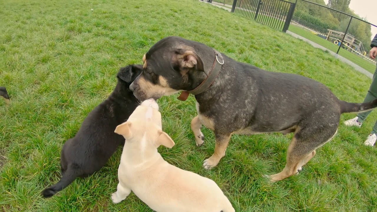 Dierenasiel Gent - Spelende pups