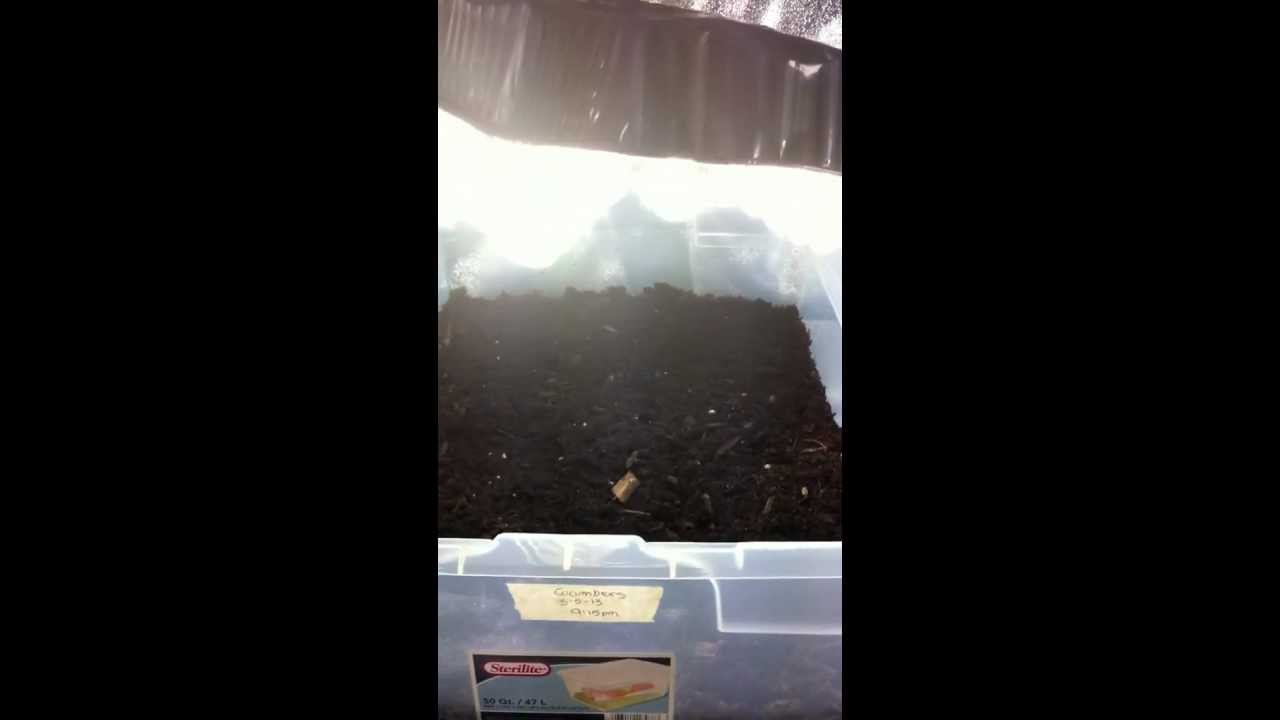 First week 4x2x5 grow tent with cfl, potting soil, lime, small dose of tomato nutes and fish fert.
