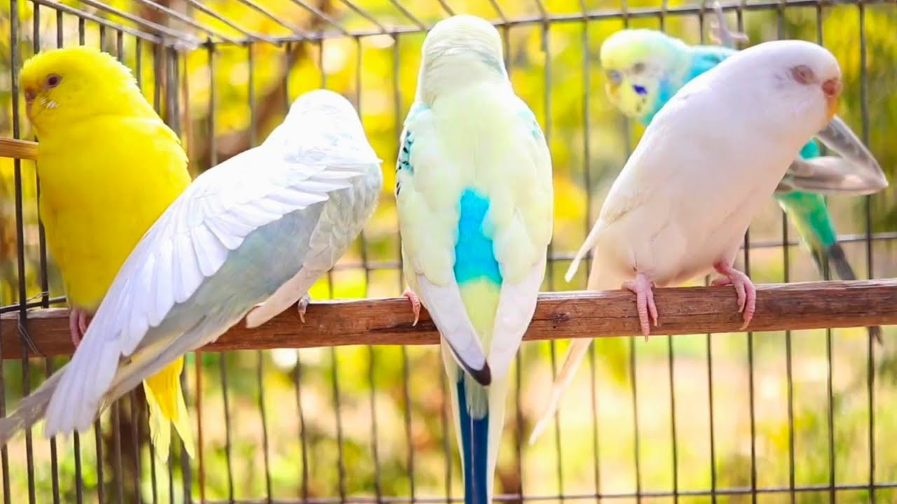 2 Hr Help Quiet Parakeets Sing by Playing This, Cute Budgies Chirping. Reduce Stress of lonely Bird