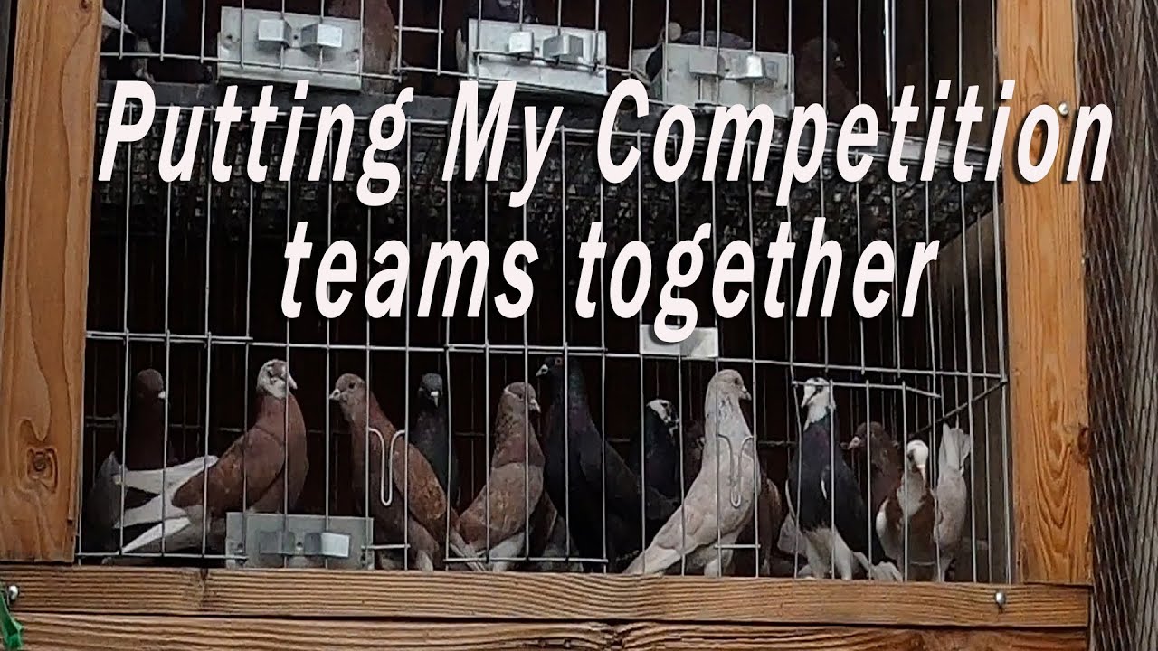 Putting the comp teams together