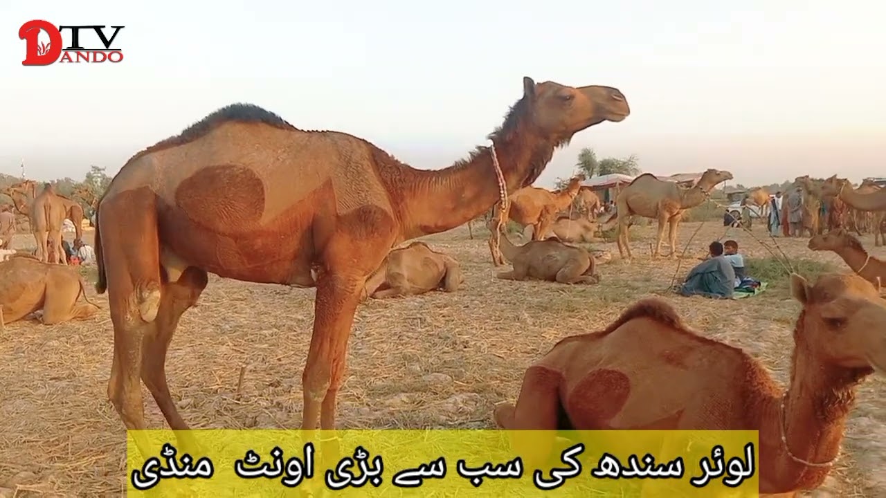 The Biggest Camel Market of Lower Sindh | Latest Update | Camel Market | Best Camel Market #camels