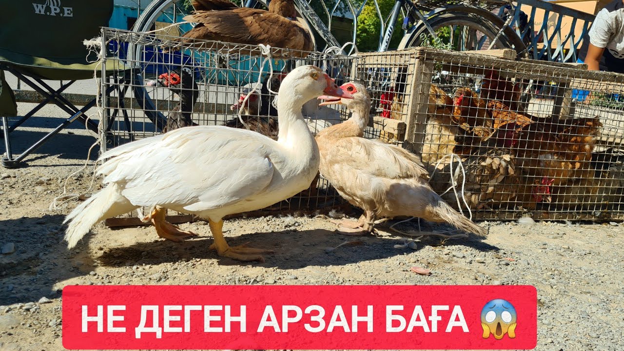 ҚЫЗЫЛОРДА АҚ ТӨРЕ БАЗАРЫ, ТАУЫҚ, ҚАЗ, ИНДАУТКА, ИТ БАҒАЛАРЫ.
