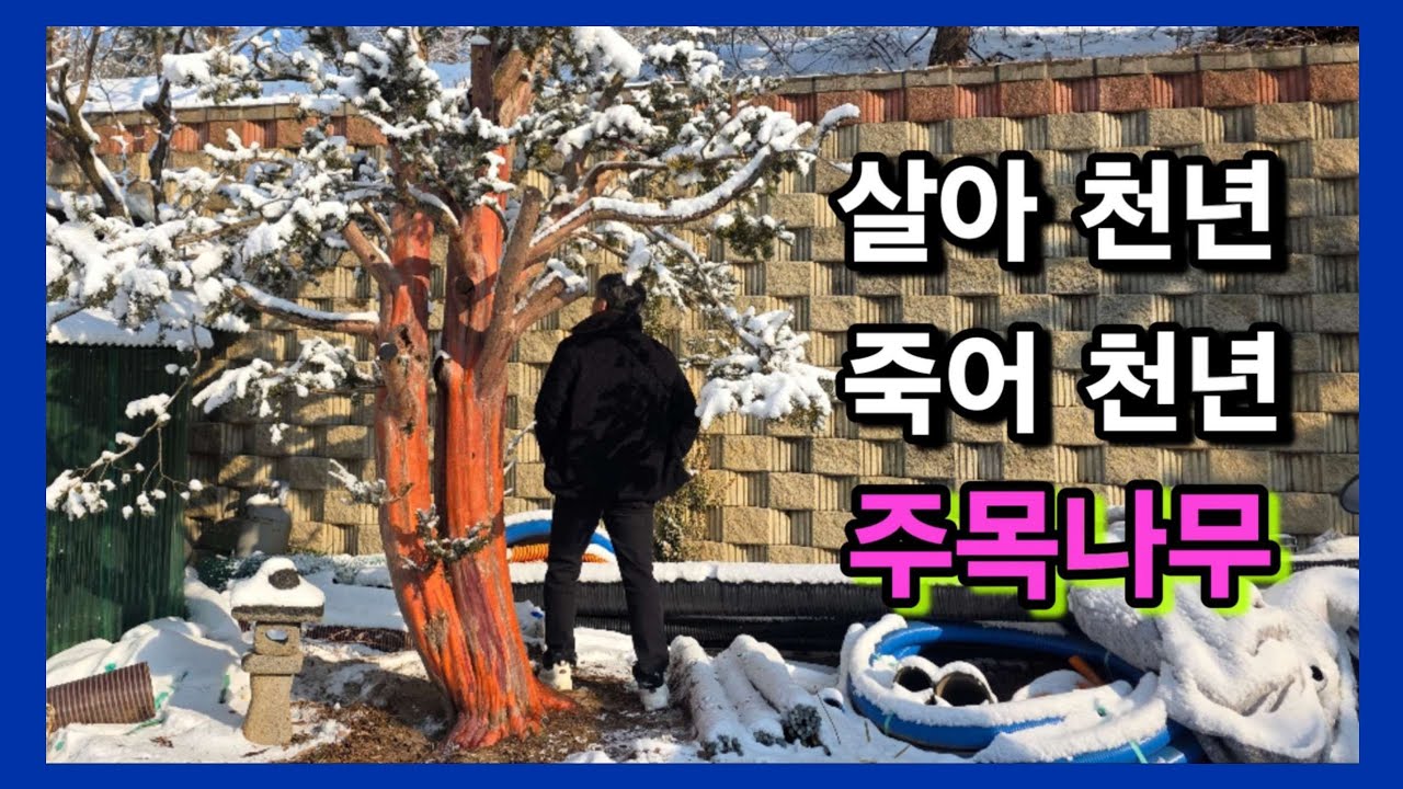 [광고] 1433번 #주목나무 {{{판매중}}} 세계3대정원수 살아천년,죽어쳔년 주목나무/ 판매가격은 더보기란에 #특수목 #정원수판매