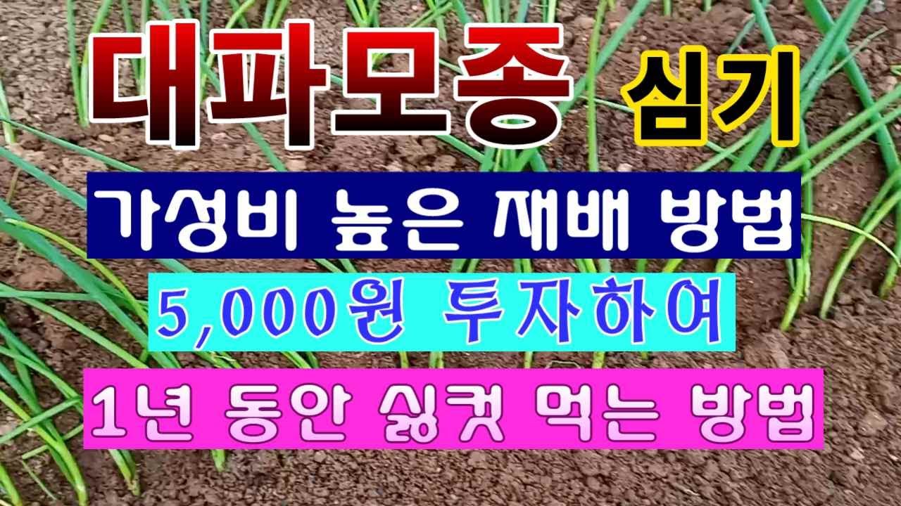[텃밭농부 1,398]  가장 가성비 좋은 대파 재배 방법. #대파모종 심기.