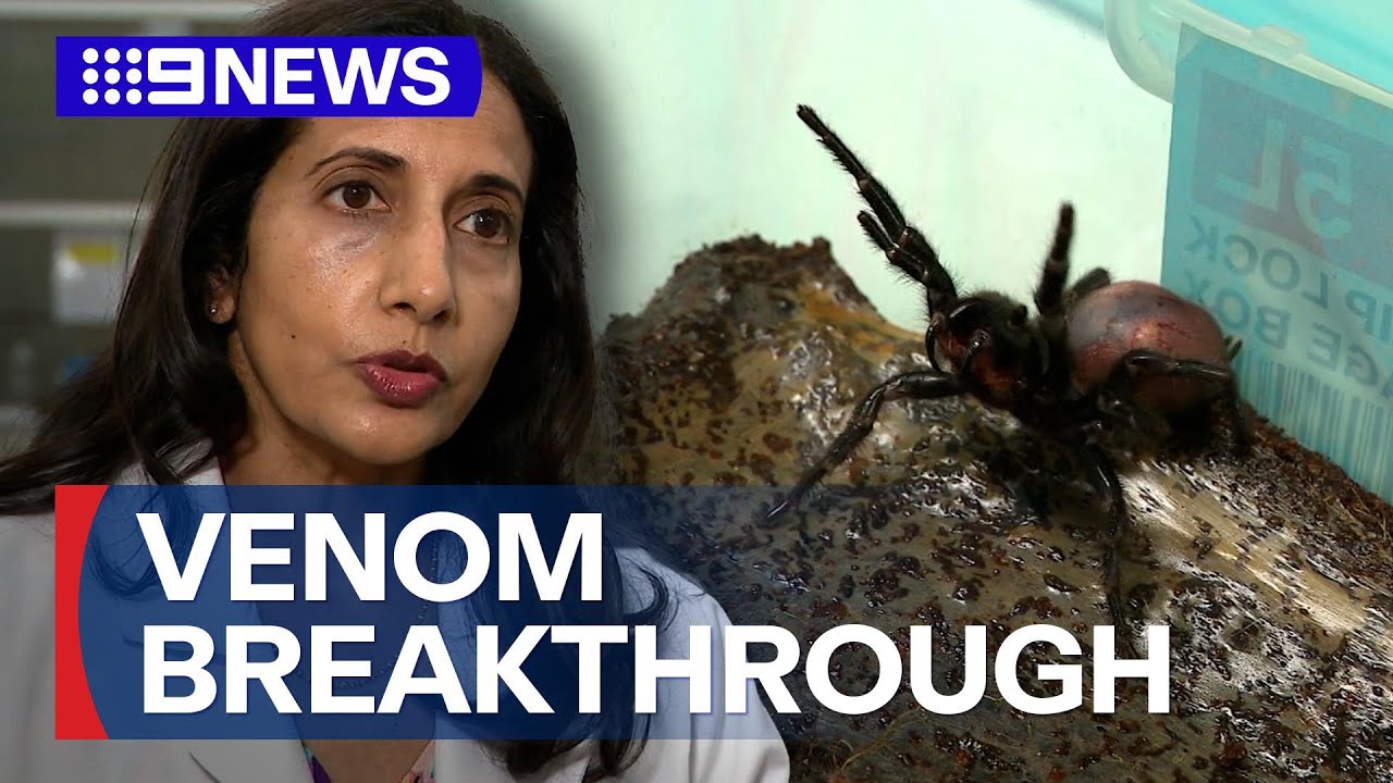 Spider venom hailed as potential epilepsy treatment | 9 News Australia