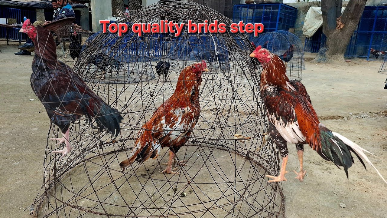 Kula kill pakistani aseel  high quality brids step Sunday special darra ki video top quality brids 