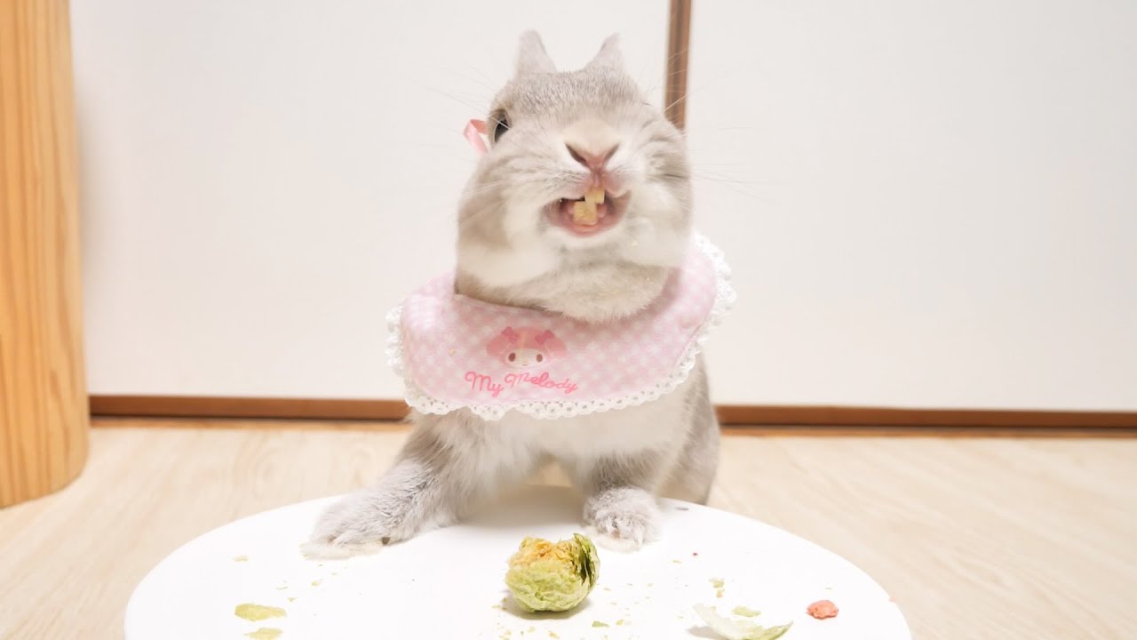 ずっと落ち込んでいたうさぎさんのためにサラダパーティーを催したら無事笑顔を取り戻したっ
