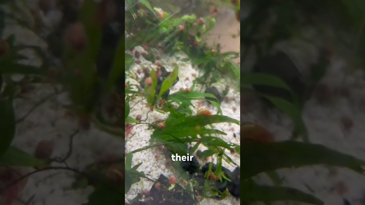 5 Benefits of Ramshorn Snails in an Aquarium