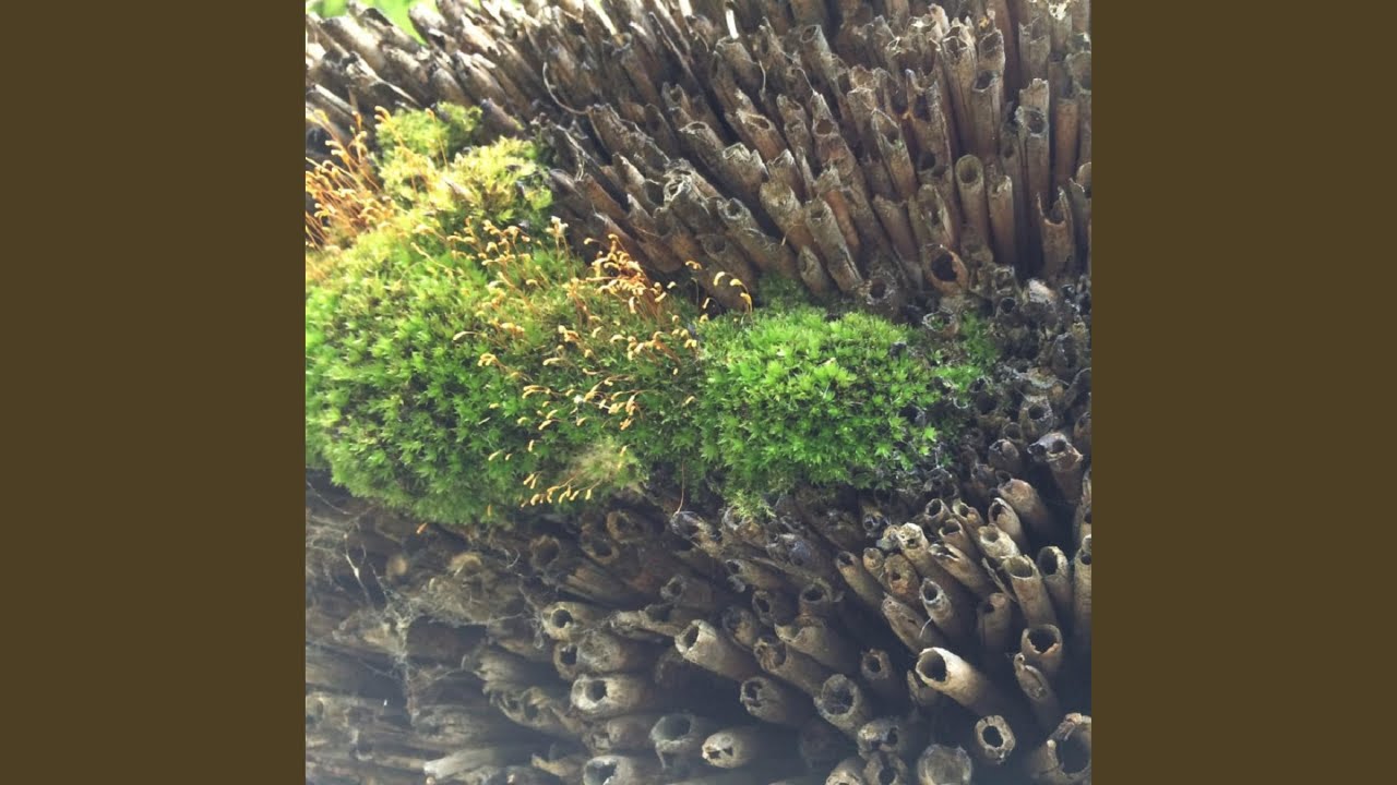 Simbiotica