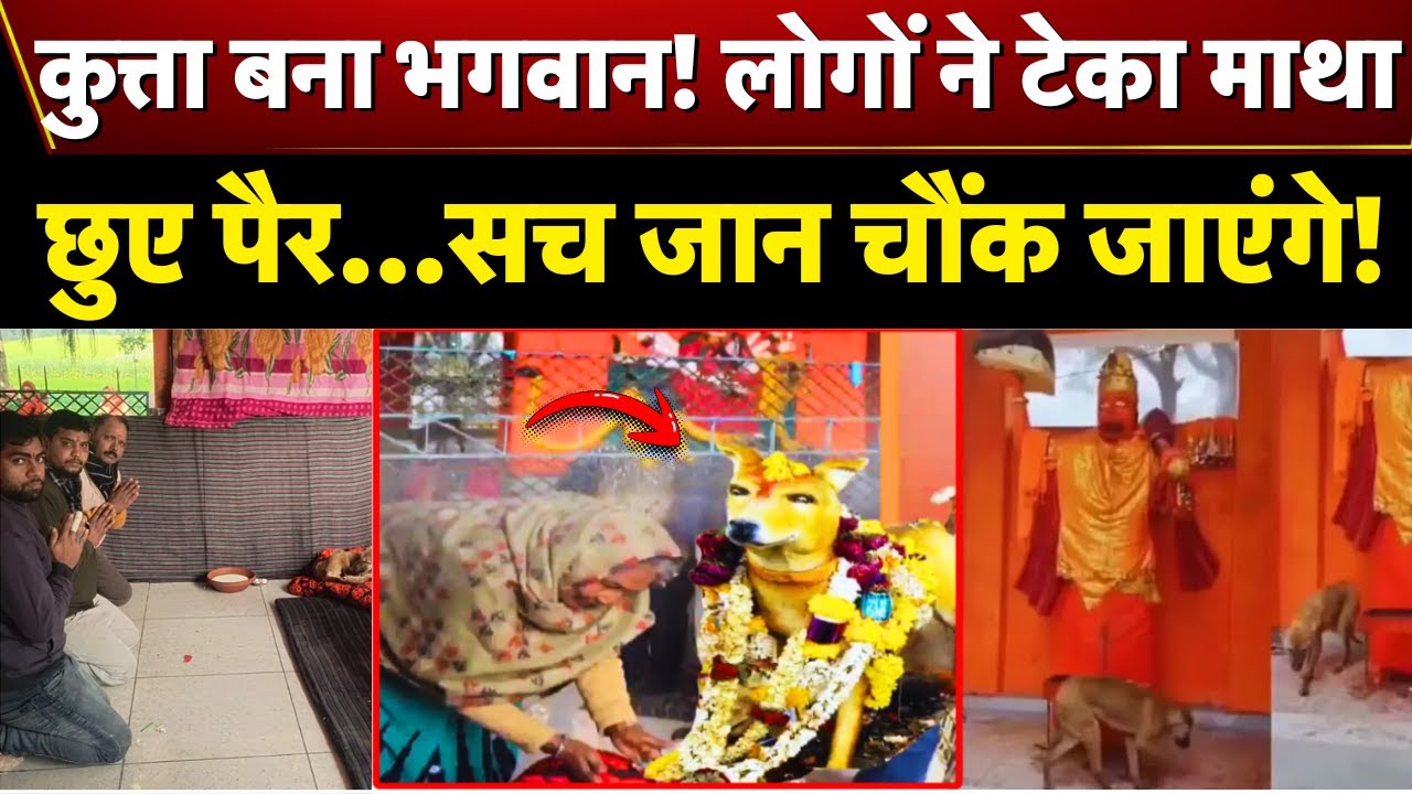 Bijnor Dog Viral News: बिजनौर के मंदिर में 'चमत्कारी' कुत्ता!  दर्शन करने उमड़ा जनसैलाब! | Top News