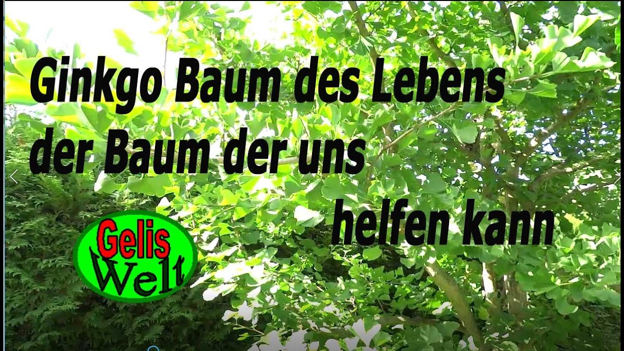 Ginkgo biloba Anbau, Beschreibung, Wirkung & Verwendung