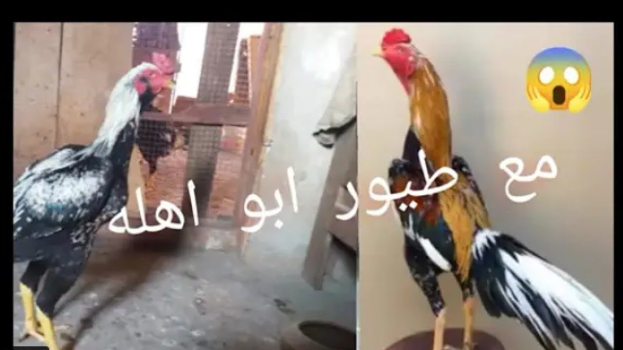 ازاي اجهز الديك الهندي واخلي نفسه طويل في الكوبانيه