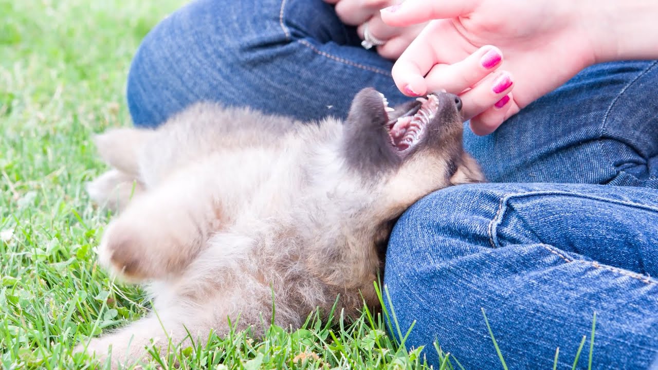 Puppy bijten: zo overleef je die scherpe tandjes