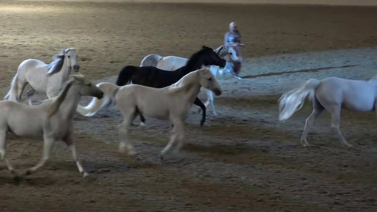 Liberty with 10 horses - Sylvia Zerbini - Night of the Horse 2016 - Del Mar National Horse Show