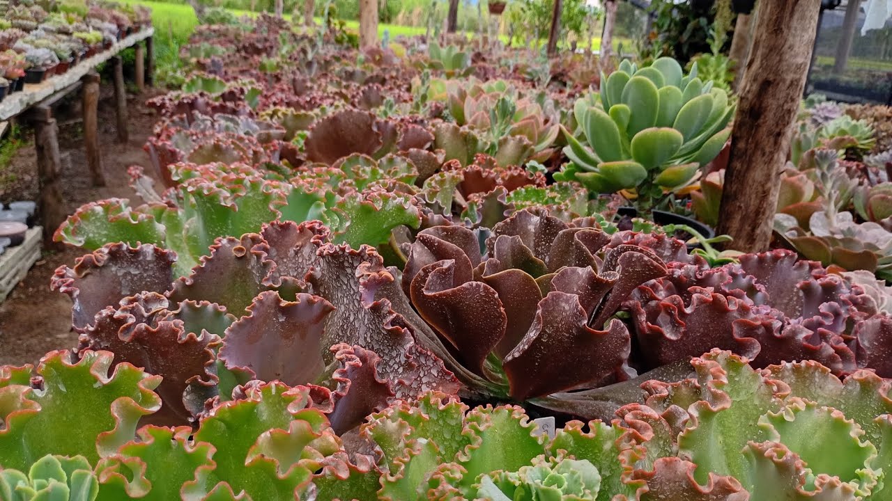 Parte 2 do Replante das suculentas da minha coleção 💚❤️🌵🪷