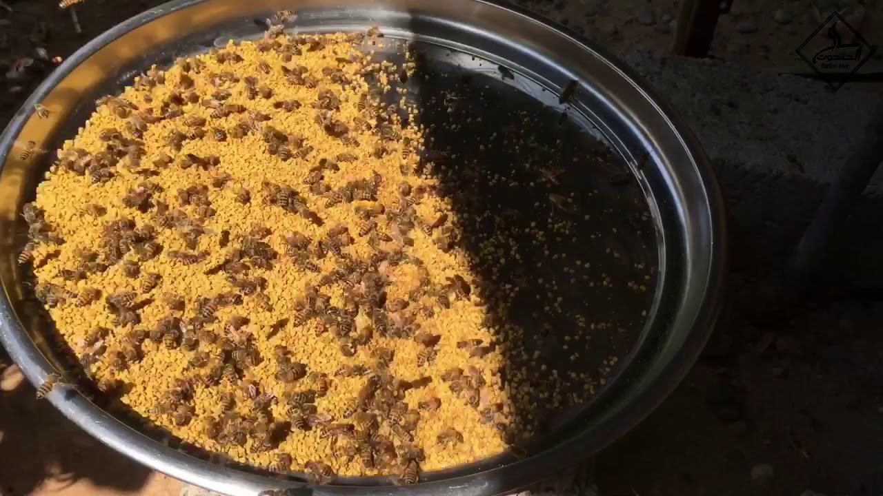 تغذية النحل بحبوب اللقاح