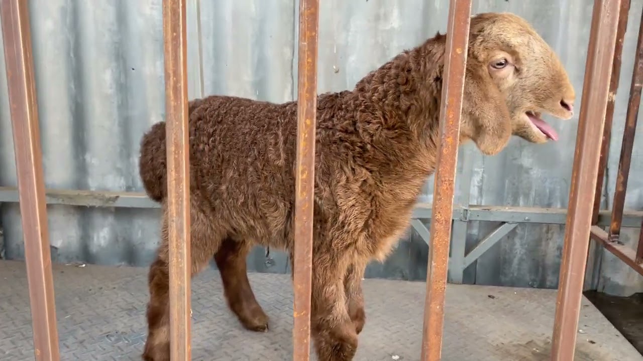 05.02.26. кочкорик «Давинчи» 1 мес. 3 дня контрольное взвешивание 17.5 кг 