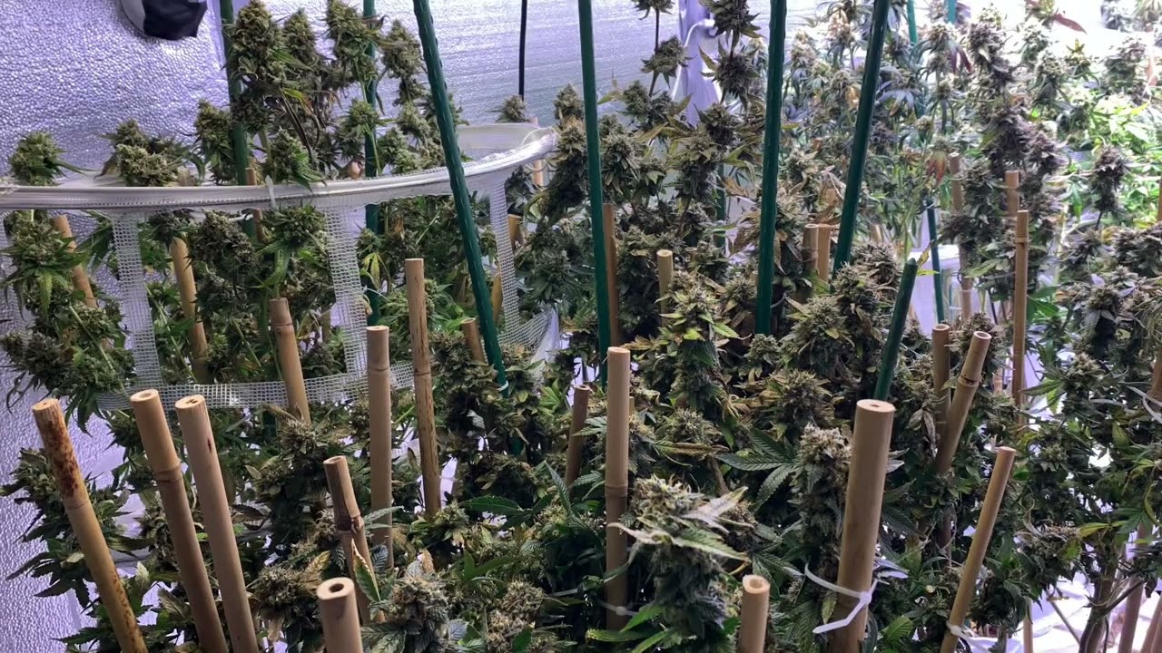 Crop salt all day. 70 days 10 day flush this round
