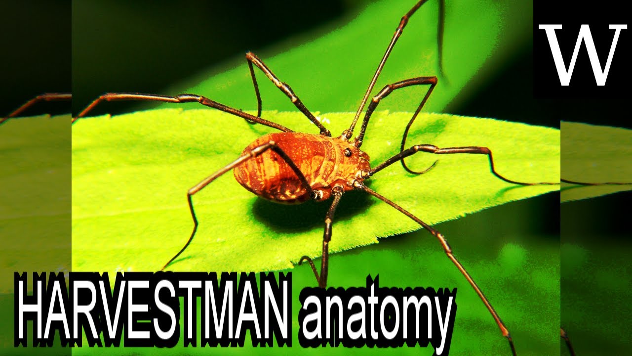 HARVESTMAN anatomy - WikiVidi Documentary