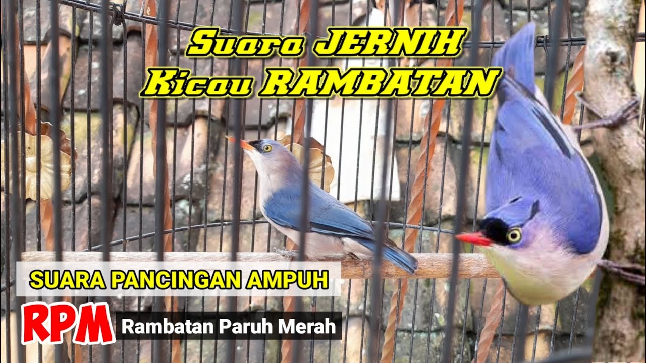 SUARA PANCINGAN RPM DAN MASTER RPM // GACOR SUARA KRISTAL #rambatan #rpm #rpmgacor #rambatangacor