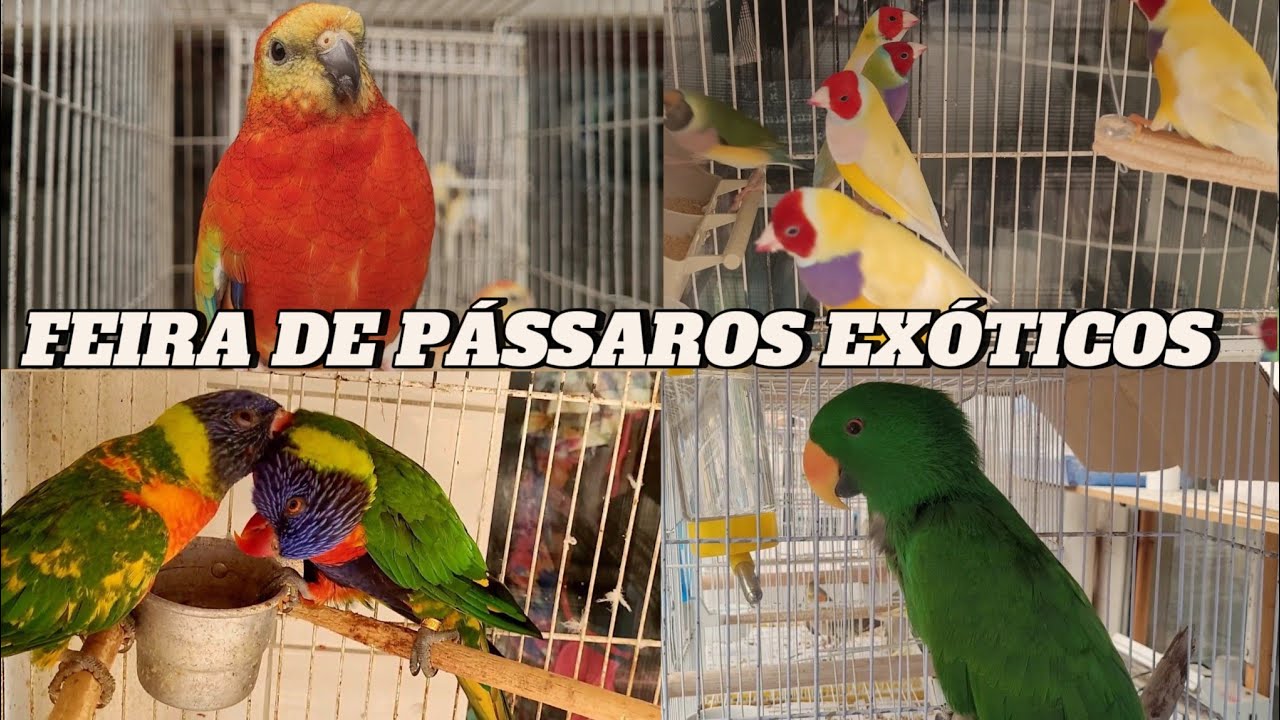 Feira de pássaros exóticos na Madalena