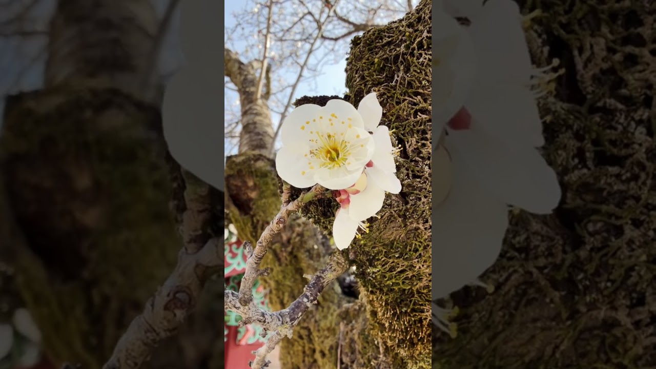 #지리산 화엄사