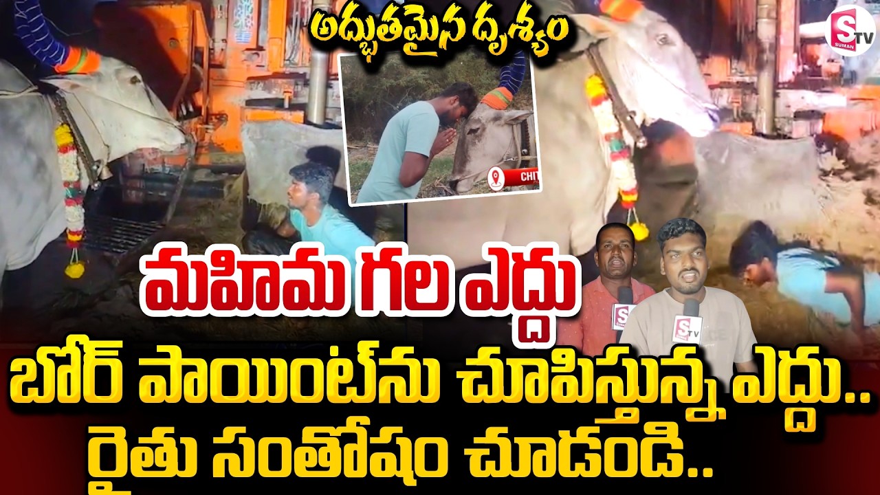సైన్స్‌కే సవాల్ ..! Cow Detects Underground Water in Chittoor | Miracle News  | SumanTV Vijay