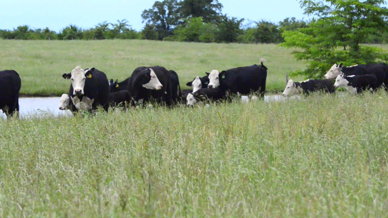 Rose Ridge Farms | Black Hereford Cattle