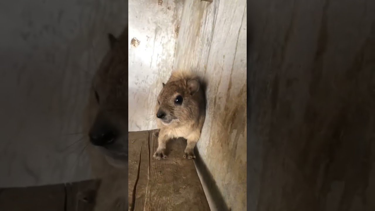 Hyrax intensity  #borzoi #hyrax #shots #unhinged #cute #weirdnoises #hosegoat