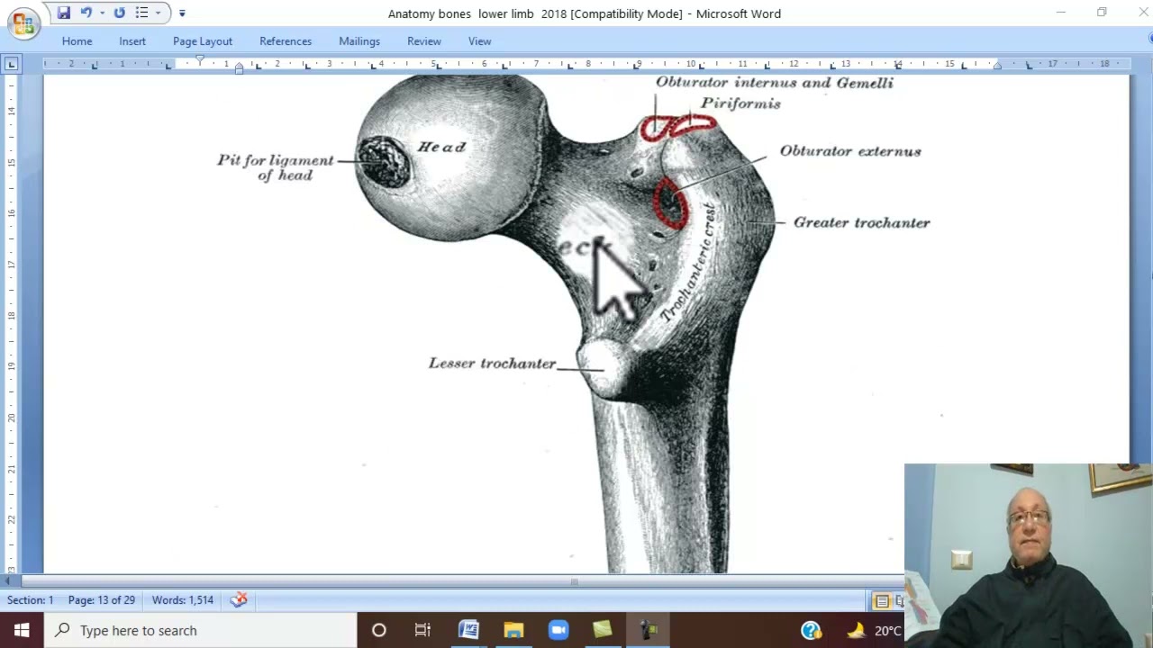 Musculo-skeletal Module ,Anatomy of Lower Limb in Arabic 3 ( Femur ) , 2022