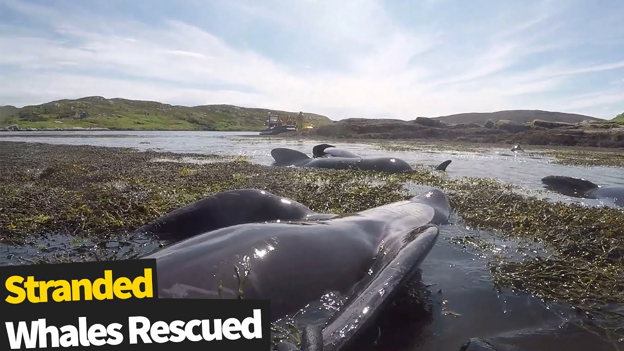 Dramatic footage of multiple stranded whales rescued off a remote island in Scotland