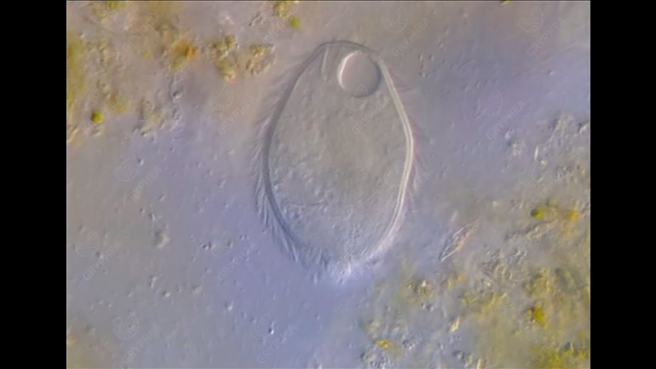 Mode de vie des Protozoaires