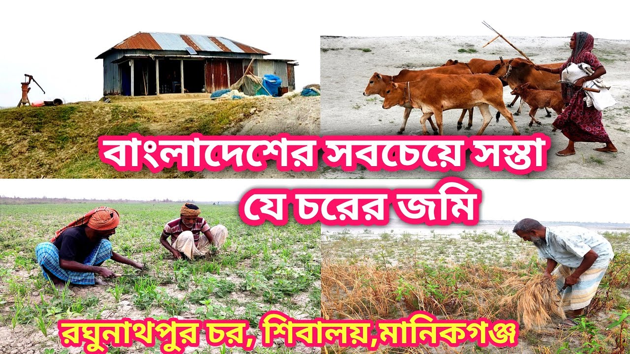 ২০ হাজার টাকা বিঘা জমি রঘুনাথপুর চরে।Cheapest price Land।@মানিকগঞ্জ প্রতিদিন