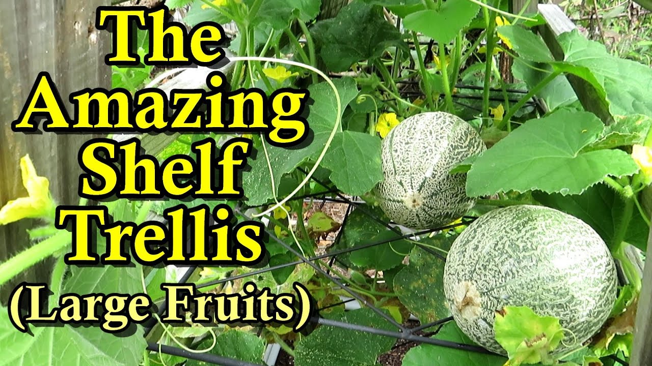 The Best 'New' Watermelon, Melon, & Pumpkin Garden Trellis  (Shelving Trellising for Large Fruits)