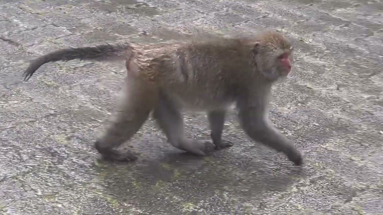 猴兒家族