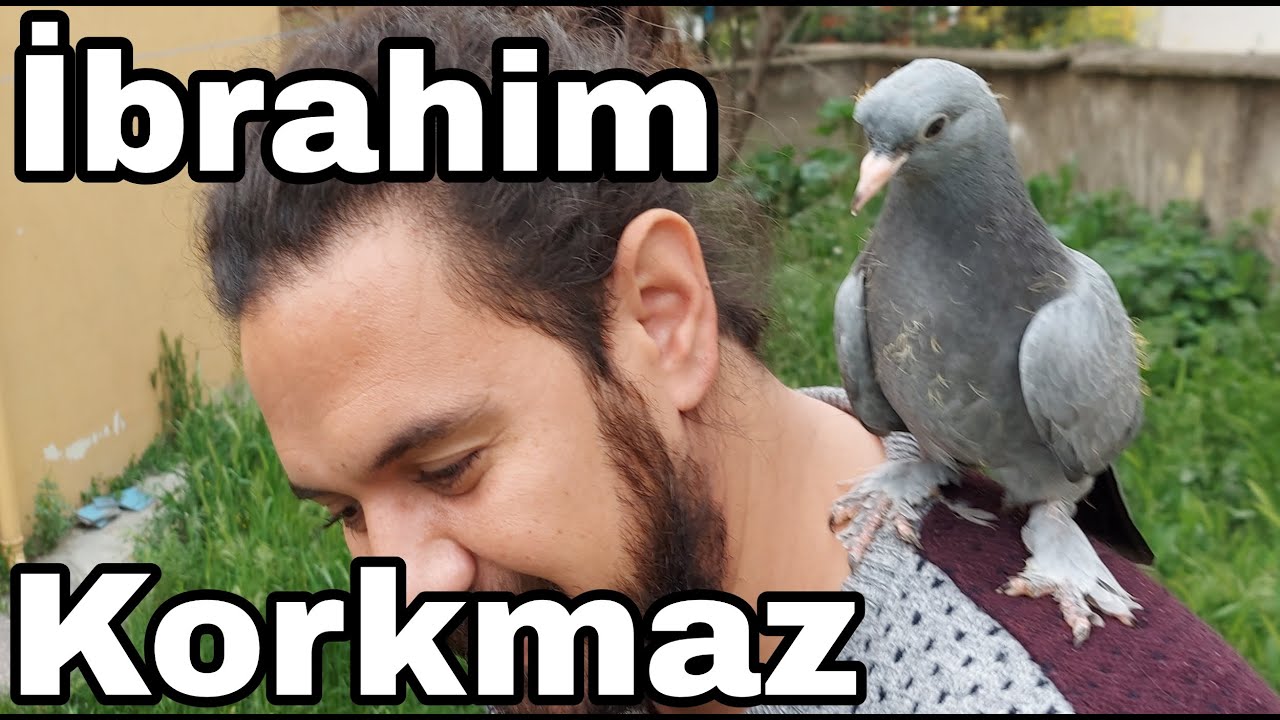 Emekçi Kuşçu, İbrahim Korkmaz. Darıca Taklacı Güvercin Kümesleri. Darıca Oyun Kuşu.